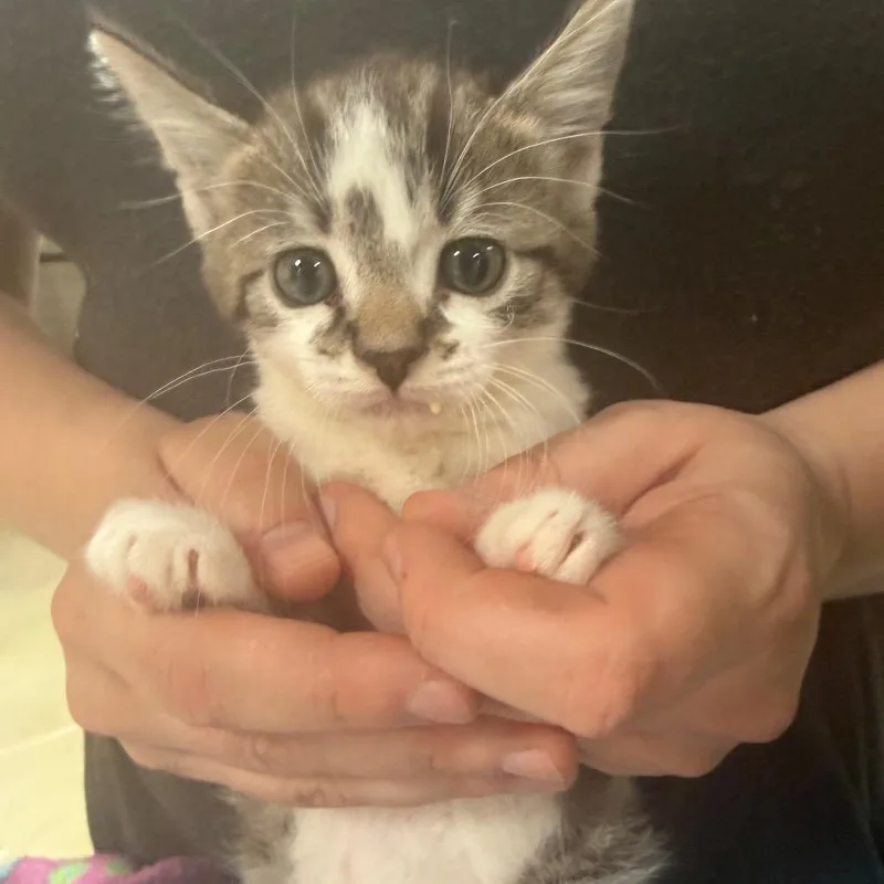 A baby small-sized male Brown / Chocolate Domestic Short Hair cat named Pollux for adoption in Tustin, CA