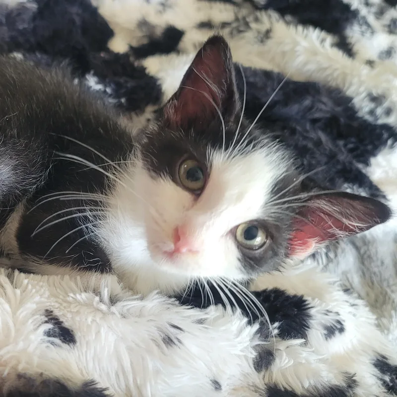 A baby small-sized male Black Domestic Short Hair cat named Newt for adoption in Richmond, MO
