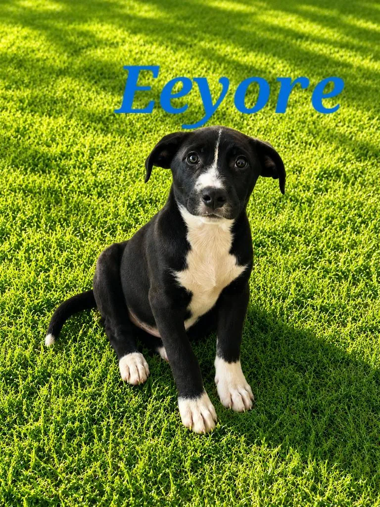 Eeyore
