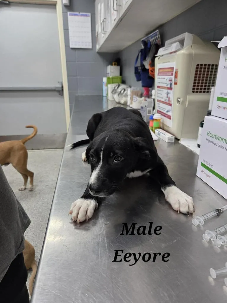 Eeyore thumbnail 2