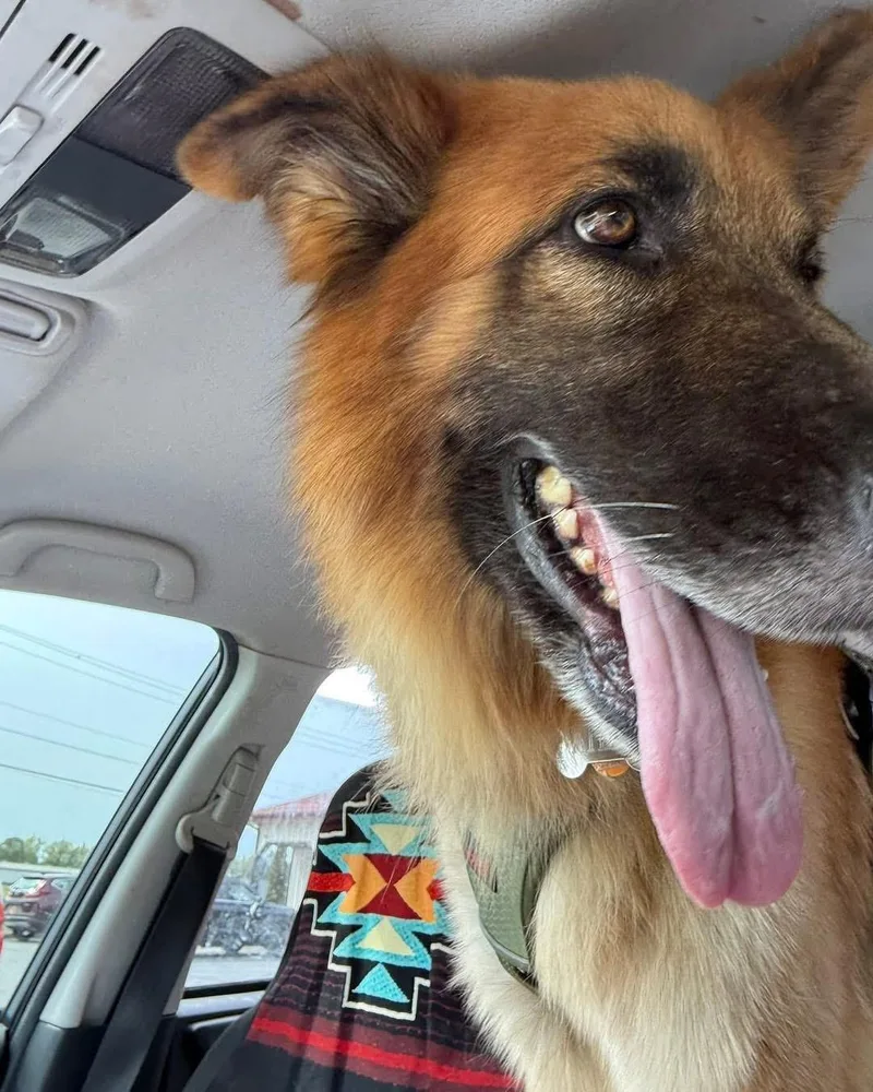 An adult large-sized male Black German Shepherd Dog dog named Atlas for adoption in New Rochelle, NY