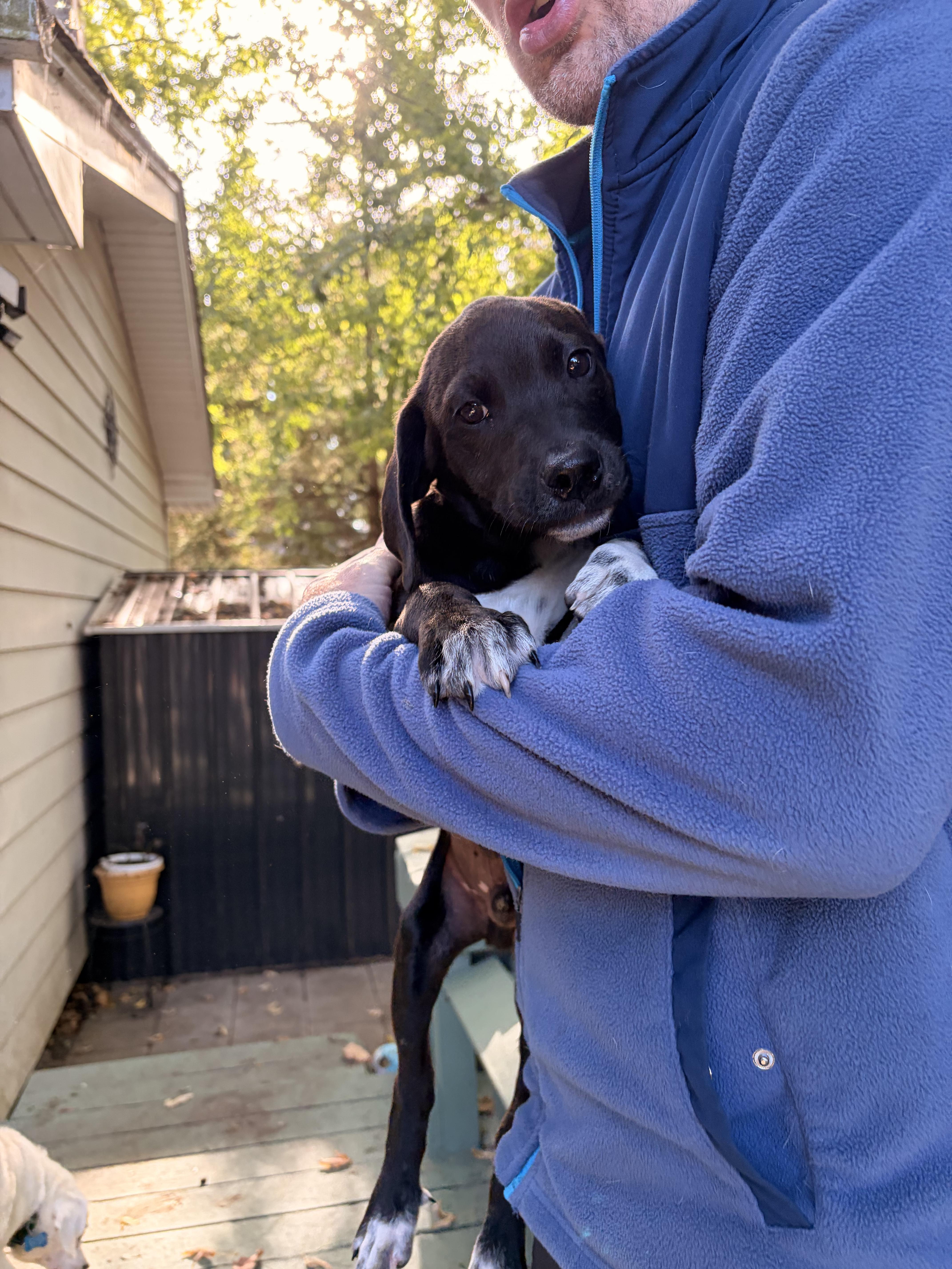 A baby medium-sized male Pointer dog named Goblin for adoption in Byron, IL