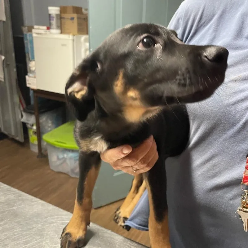 A baby large-sized female Bicolor Mixed Breed dog named Stella for adoption in Spencer, IN