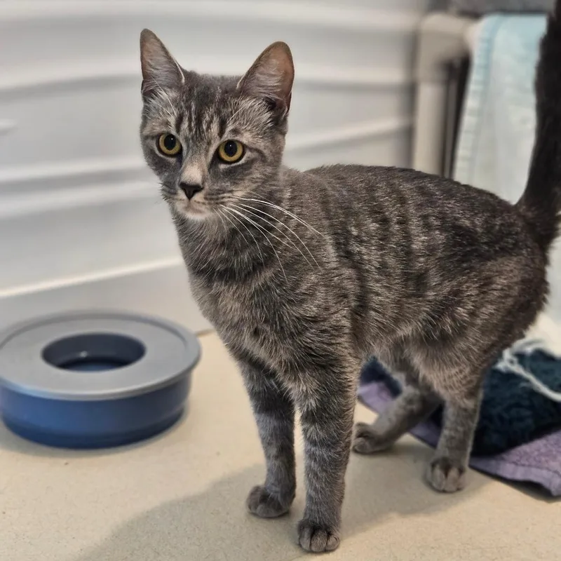 A young medium-sized female Gray / Blue / Silver Domestic Short Hair cat named Venus for adoption in Warwick, RI