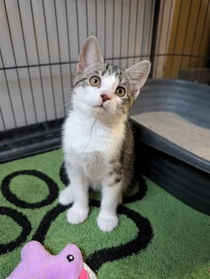 A baby small-sized female Domestic Short Hair cat named Sputnik for adoption in Bloomsburg, PA