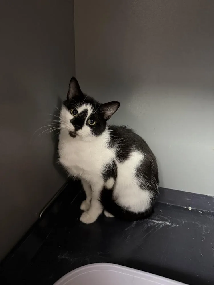 An adult medium-sized female Black & White / Tuxedo Domestic Medium Hair cat named Maia for adoption in West Mifflin, PA