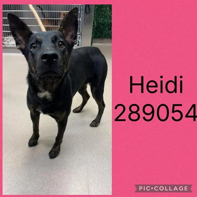 A young medium-sized female German Shepherd Dog dog named Heidi for adoption in Macon, GA