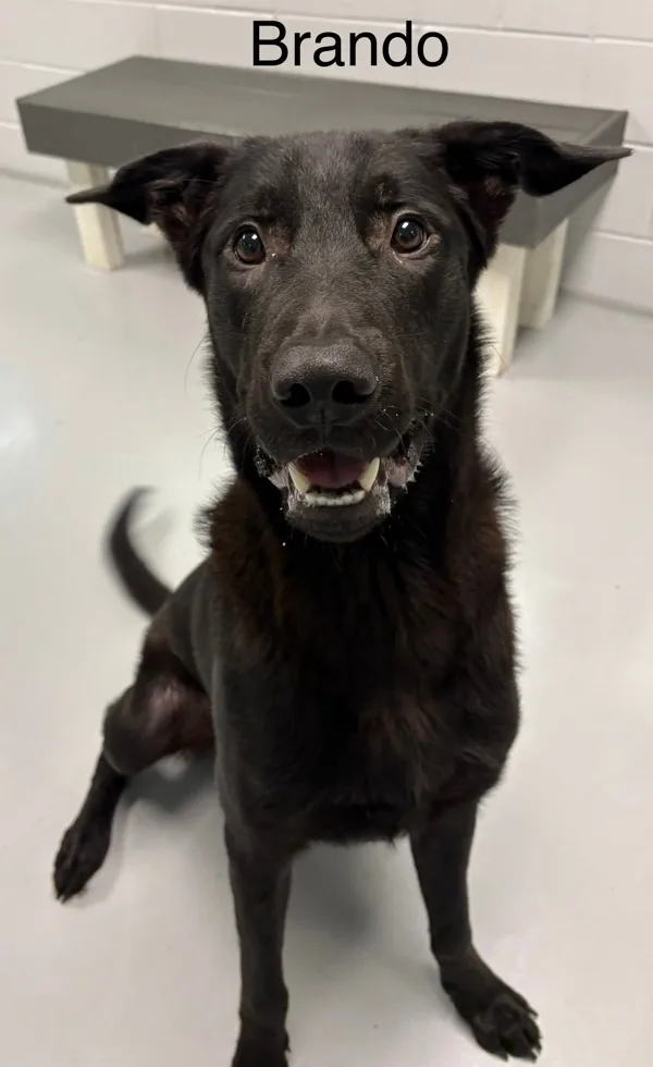 A young medium-sized male German Shepherd Dog dog named Brando for adoption in Topeka, KS