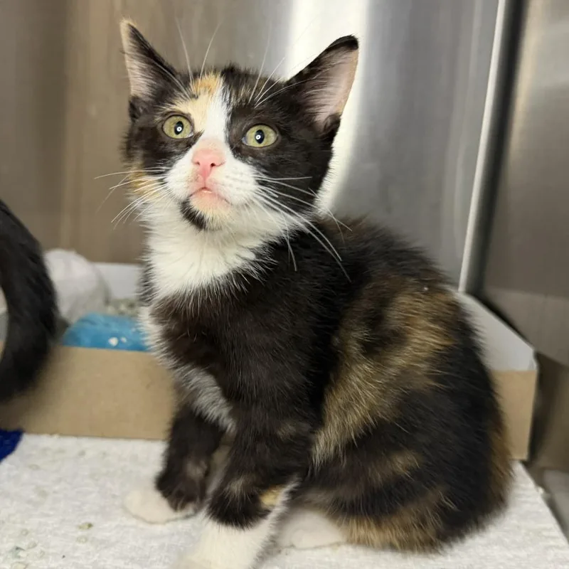 A baby small-sized female Domestic Short Hair cat named Nyokki for adoption in Los Angeles, CA