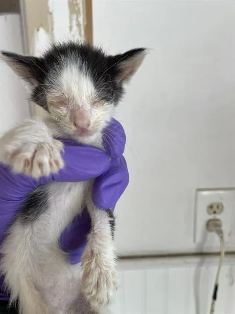 A baby small-sized female Domestic Short Hair cat named Duck for adoption in Palmetto, FL