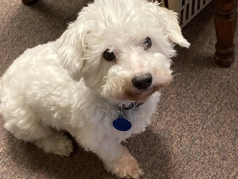 A senior small-sized male Bichon Frise dog named Guthrie  Couch Buddy for adoption in Rootstown, OH