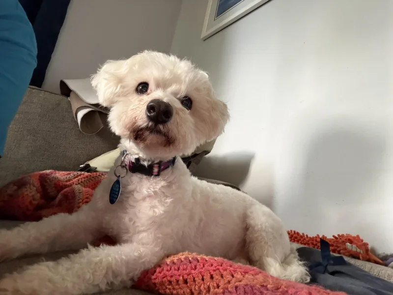 Guthrie  Couch Buddy thumbnail 3