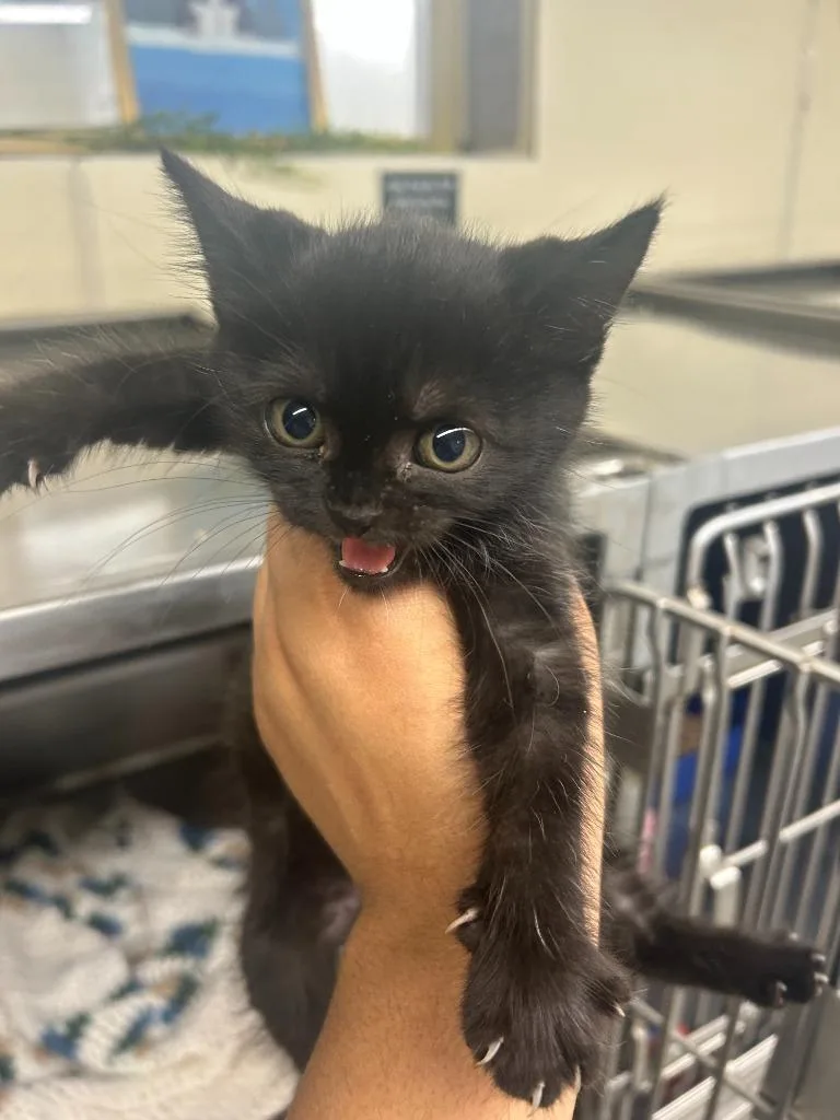 A baby small-sized female Domestic Medium Hair cat named Boo for adoption in Sidney, NY