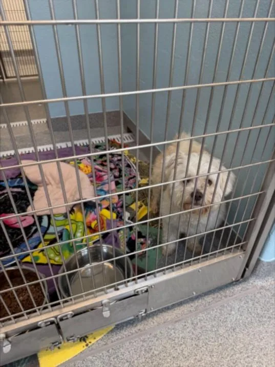 A young small-sized male Poodle dog named Farnsworth for adoption in Toledo, OH