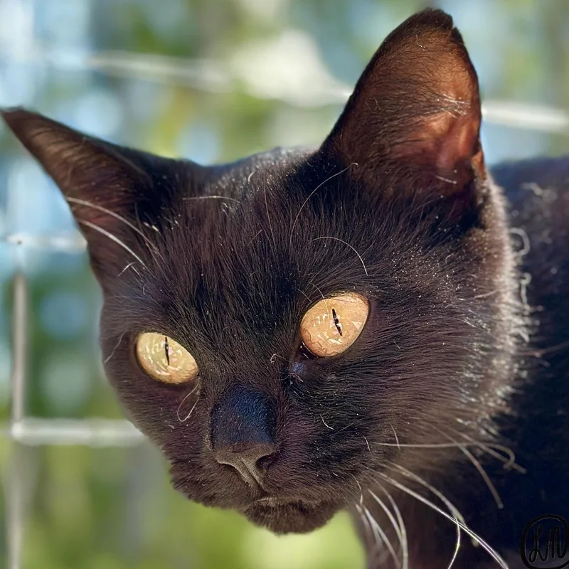 An adult medium-sized female Black Domestic Short Hair cat named Peanut for adoption in Victor, NY