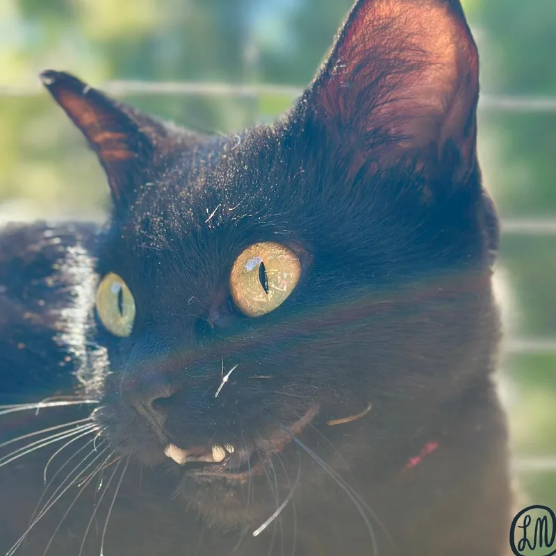Peanut thumbnail 2