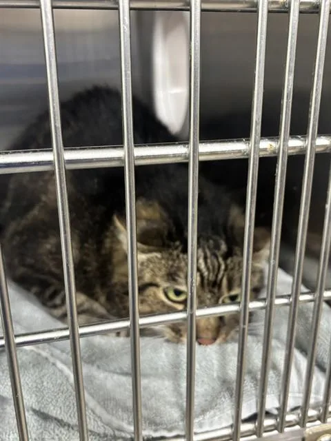A senior large-sized female Domestic Short Hair cat named Sky for adoption in Upper Marlboro, MD