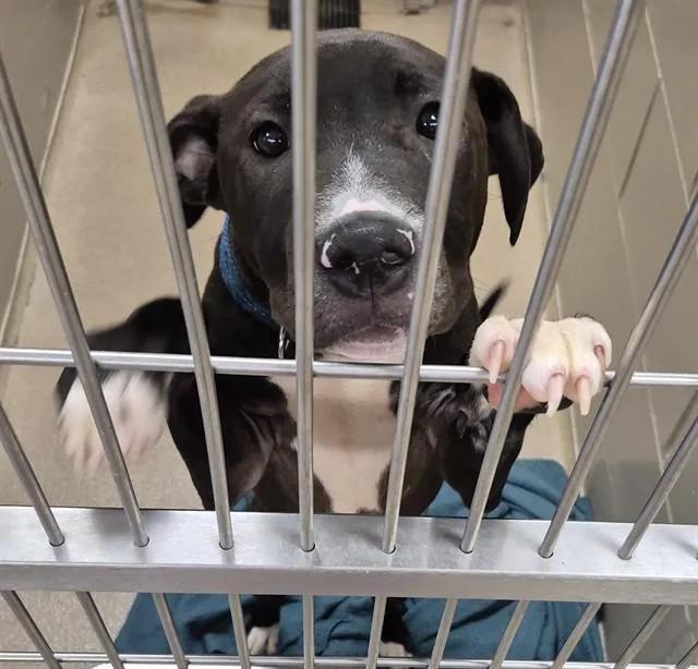 A young small-sized male Pit Bull Terrier dog named Midnight Sun for adoption in Decatur, IL