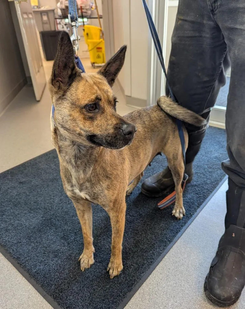 A young medium-sized female Mixed Breed dog named Perdita for adoption in La Porte, IN