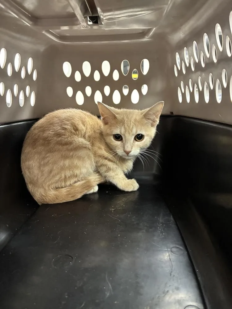 A baby small-sized female Tabby (Orange / Red) Domestic Short Hair cat named Mickey D for adoption in Marietta, GA