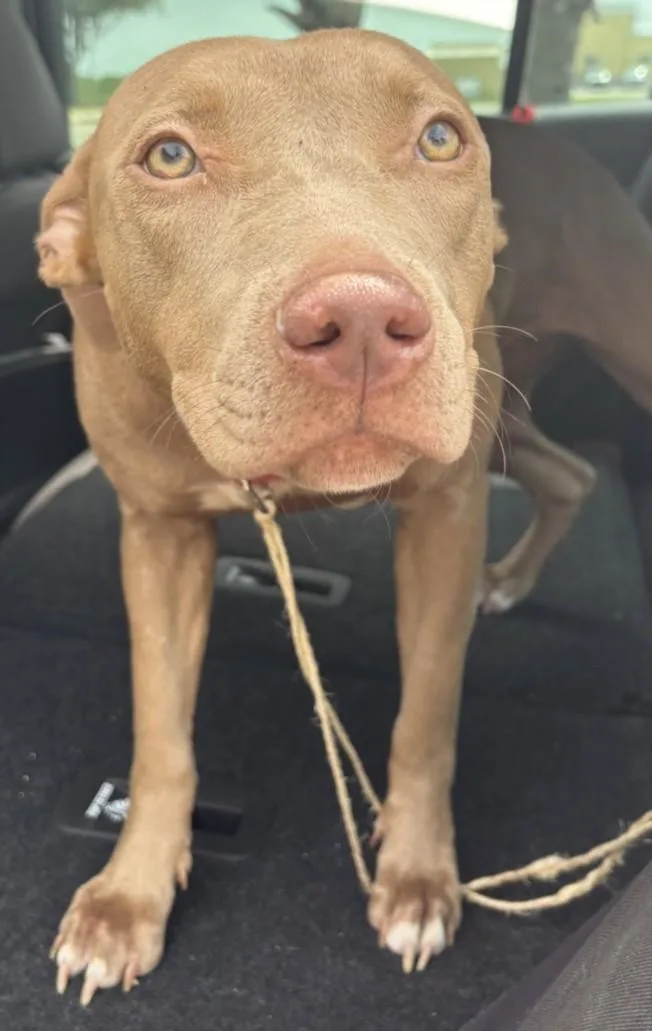 A young medium-sized female Pit Bull Terrier dog named Jewel for adoption in Texas City, TX