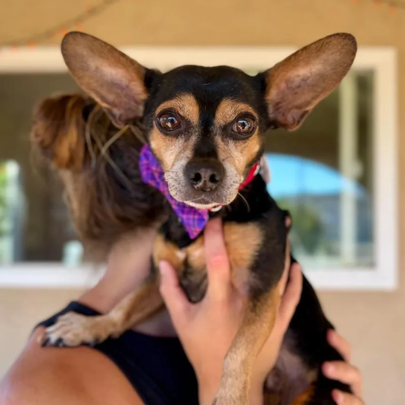 A senior small-sized male Black Chihuahua dog named Dos Equis for adoption in Ramona, CA