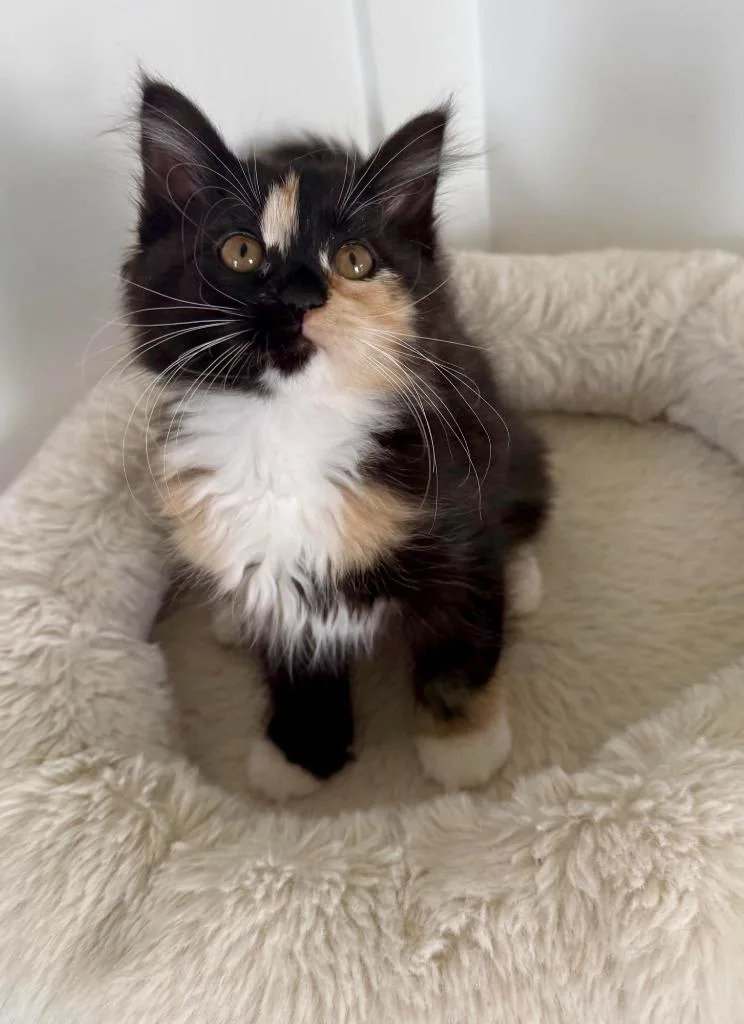 A baby medium-sized female Domestic Long Hair cat named Penny for adoption in Salt Lake City, UT