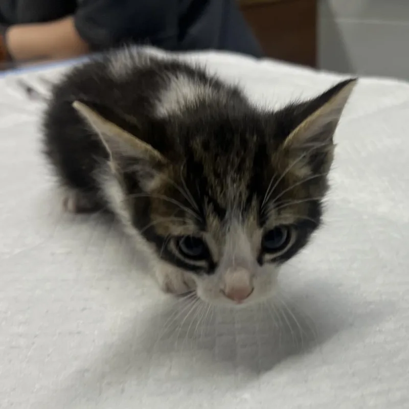 A baby small-sized male Brown / Chocolate Domestic Short Hair cat named Michael for adoption in Summerville, SC