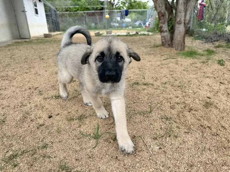 Wyatt Houston Tx thumbnail 2