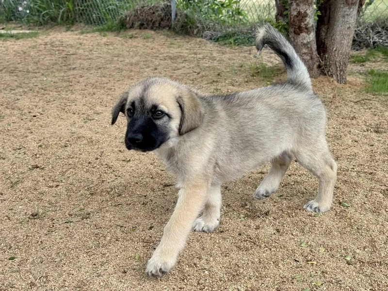 Wyatt Houston Tx thumbnail 3