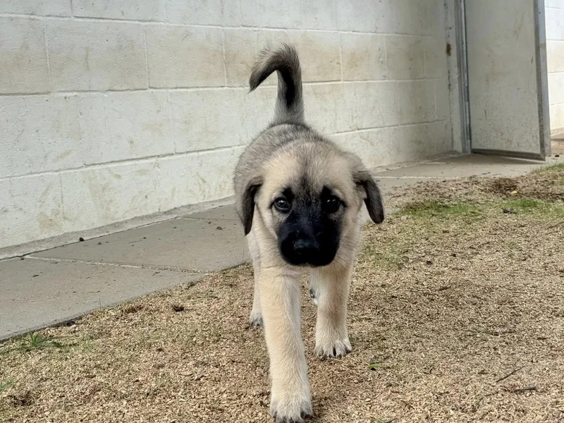 Wyatt Houston Tx thumbnail 4