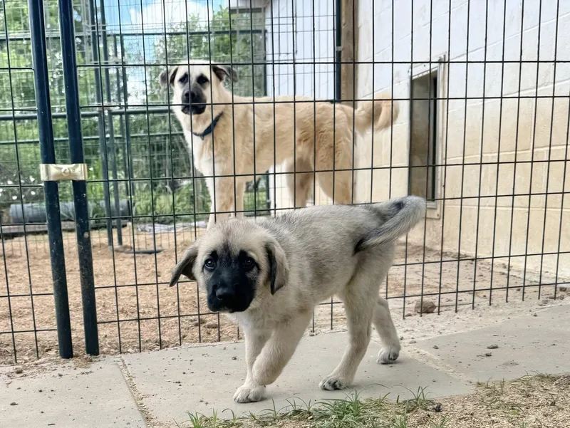 Wyatt Houston Tx thumbnail 5