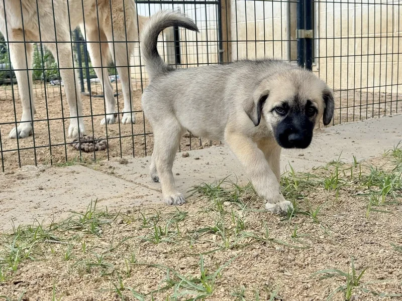 Wyatt Houston Tx thumbnail 6