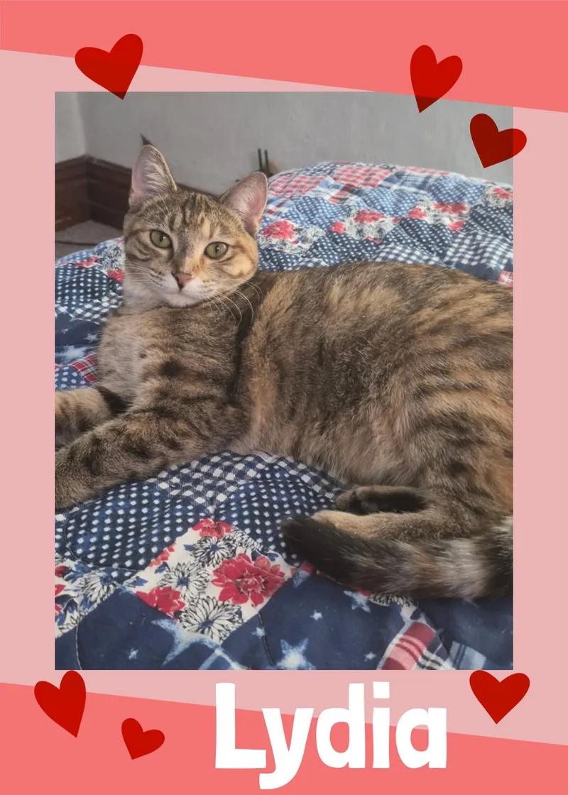 An adult medium-sized female Tabby (Gray / Blue / Silver) Domestic Short Hair cat named Lydia for adoption in Valley City, ND