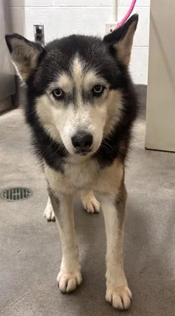 An adult medium-sized male Husky dog named Prescott for adoption in Upper Marlboro, MD