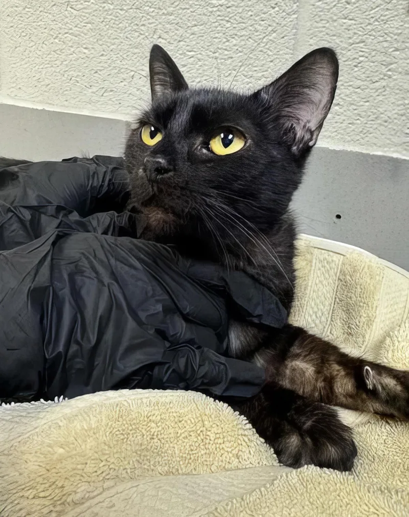An adult small-sized female Black Domestic Short Hair cat named Rose for adoption in Nashville, TN