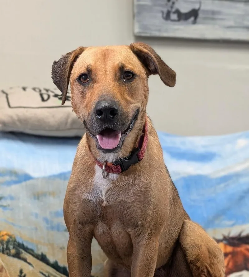 A young medium-sized female Tricolor (Brown, Black, & White) Shepherd dog named Daisy for adoption in Horn Lake, MS