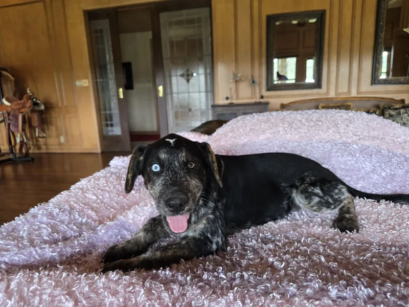 A baby medium-sized female Australian Shepherd dog named Cheyenne for adoption in Boerne, TX