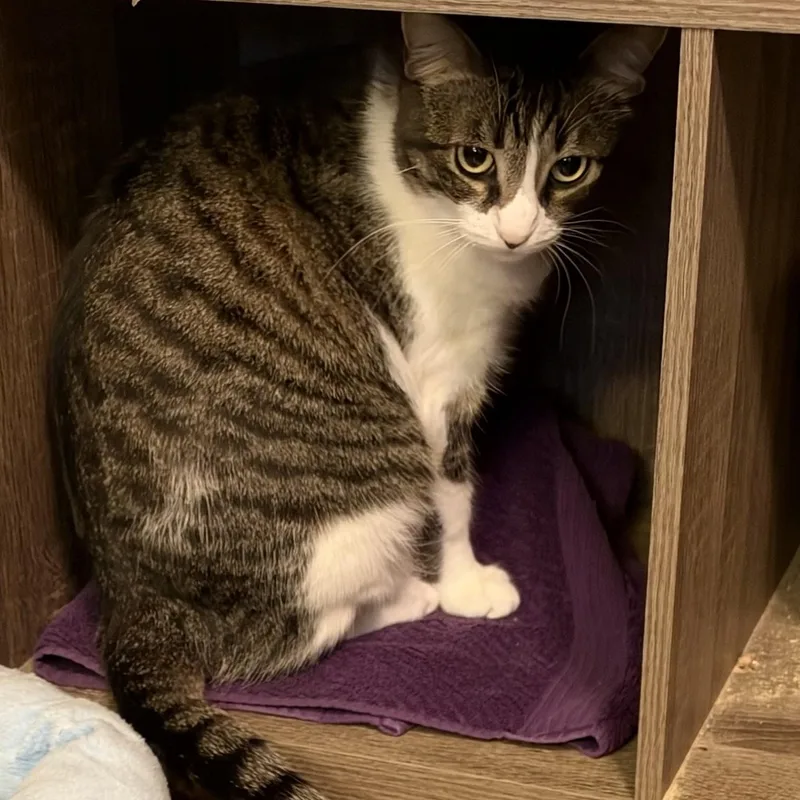 A young medium-sized female Tabby (Brown / Chocolate) Domestic Short Hair cat named Salem for adoption in Liverpool, TX
