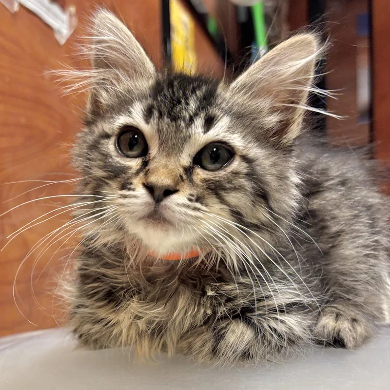 A baby medium-sized female Domestic Medium Hair cat named Legoshi for adoption in Sonora, CA