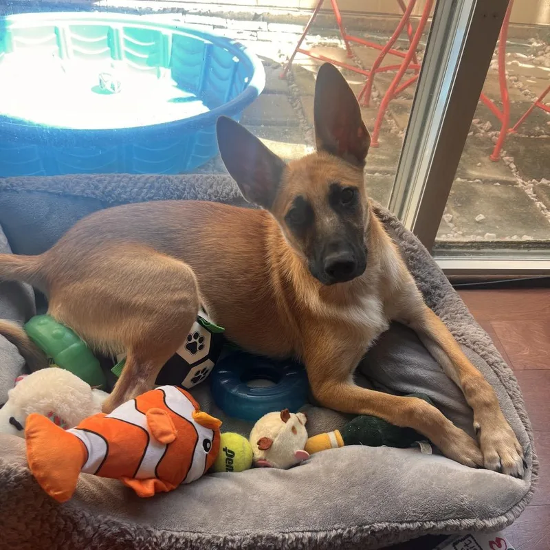 A baby medium-sized male Yellow / Tan / Blond / Fawn Catahoula Leopard Dog dog named Oskar for adoption in Spring, TX