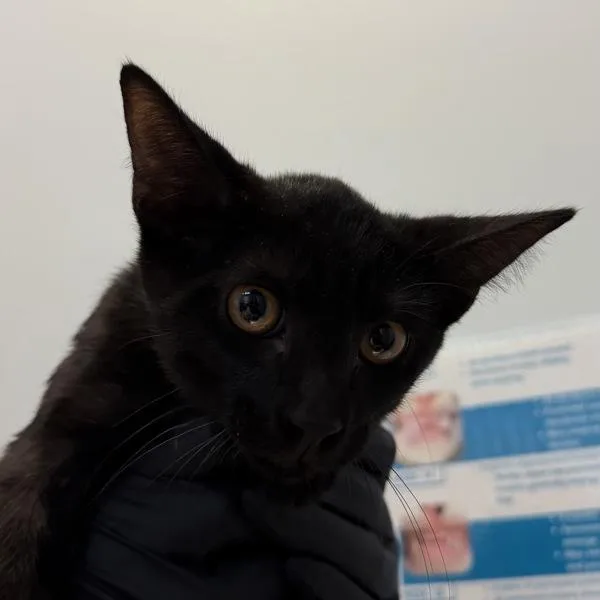 A baby medium-sized male Domestic Short Hair cat named Sable for adoption in San Diego, CA