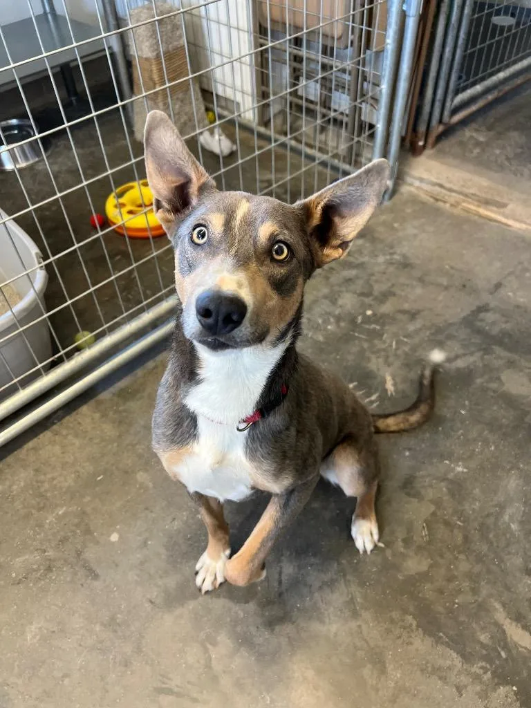 A young medium-sized male Australian Kelpie dog named Jack for adoption in Saint James, MN
