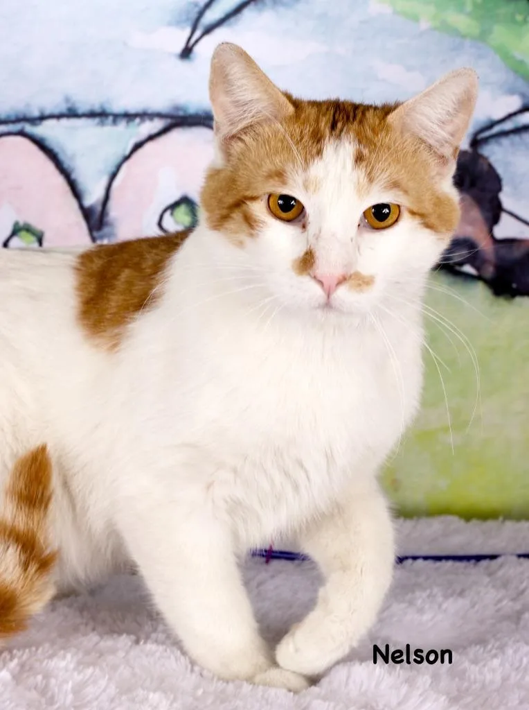 A young medium-sized male Domestic Short Hair cat named Nelson for adoption in Gilbert, AZ