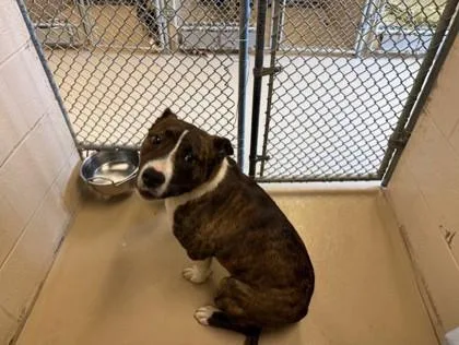 An adult medium-sized female Pit Bull Terrier dog named Sheba for adoption in South Bend, IN
