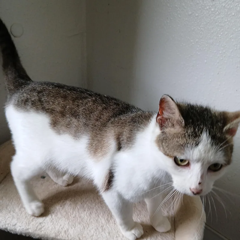 A baby medium-sized male White American Shorthair cat named Jim for adoption in Iowa Falls, IA