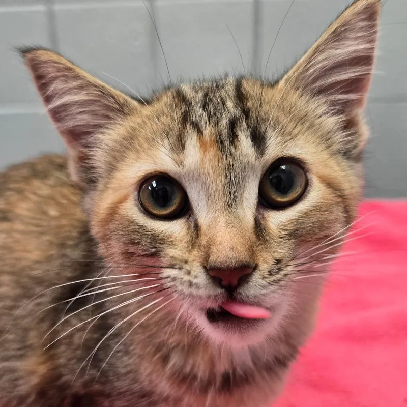 A baby small-sized female Orange / Red Domestic Short Hair cat named Hurricane for adoption in West Olive, MI