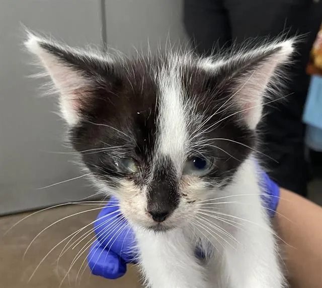 A baby medium-sized male Domestic Short Hair cat named Tatum for adoption in Dallas, TX