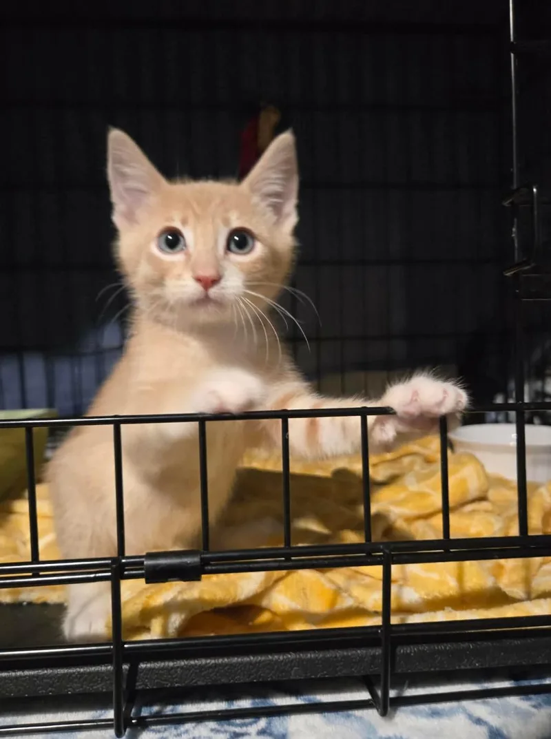 A baby medium-sized male Buff / Tan / Fawn Domestic Short Hair cat named Wyatt for adoption in La Canada, CA