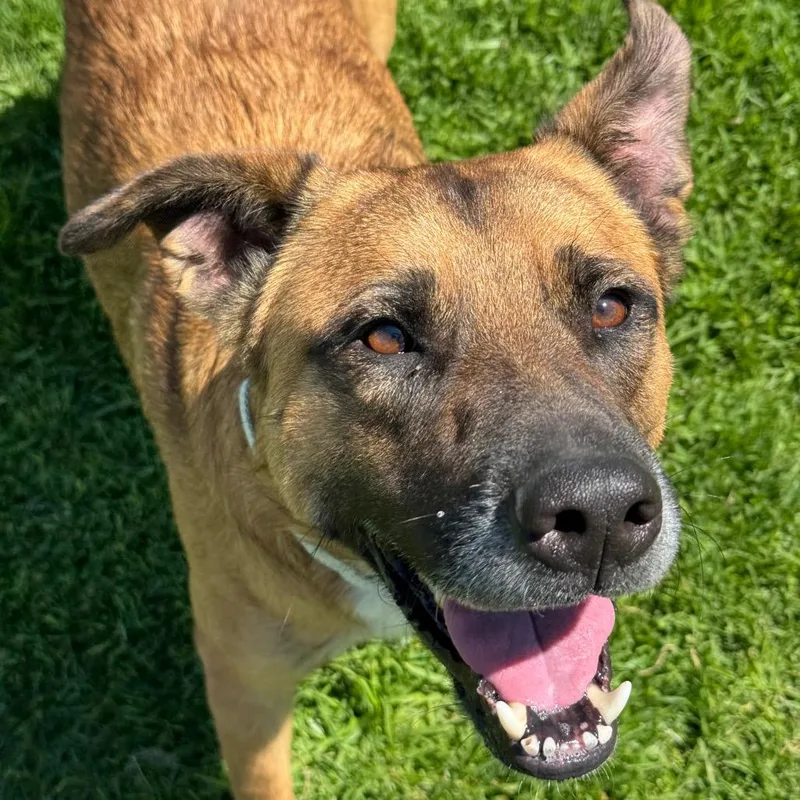 An adult large-sized male Brown / Chocolate Chocolate Labrador Retriever dog named Bubba for adoption in Santa Barbara, CA